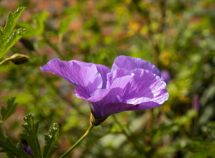purple flower - Composition Checklist for Beginners