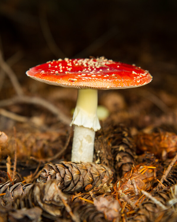 Composition Checklist for Beginners - red mushroom
