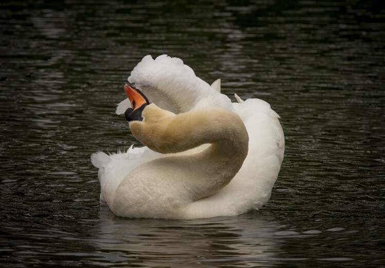 white swan - Composition Checklist for Beginners